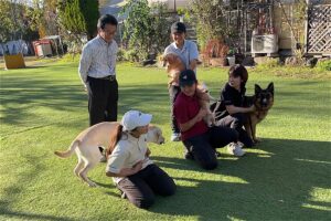 犬を横になるように訓練する方法